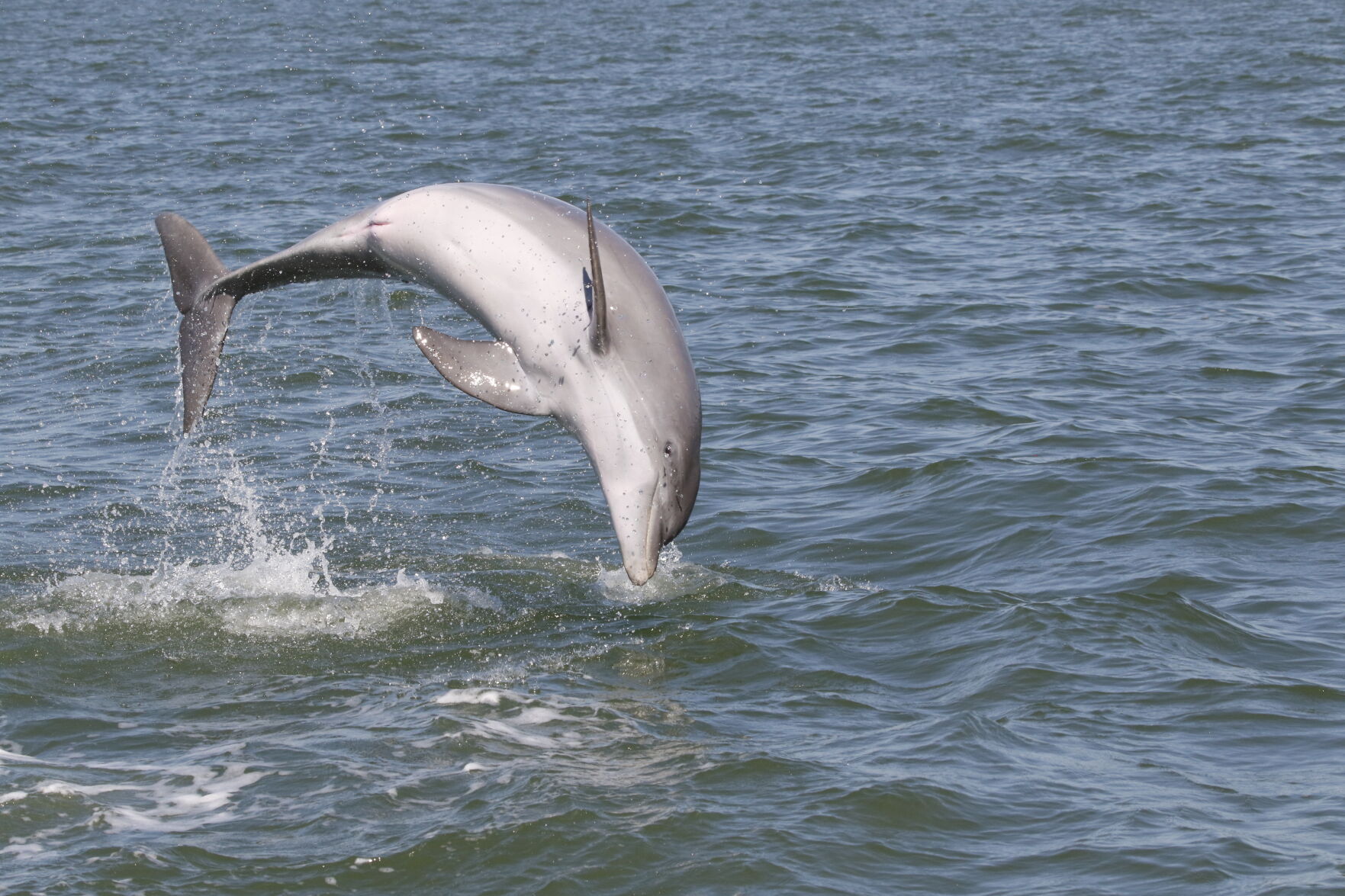 Dolphins